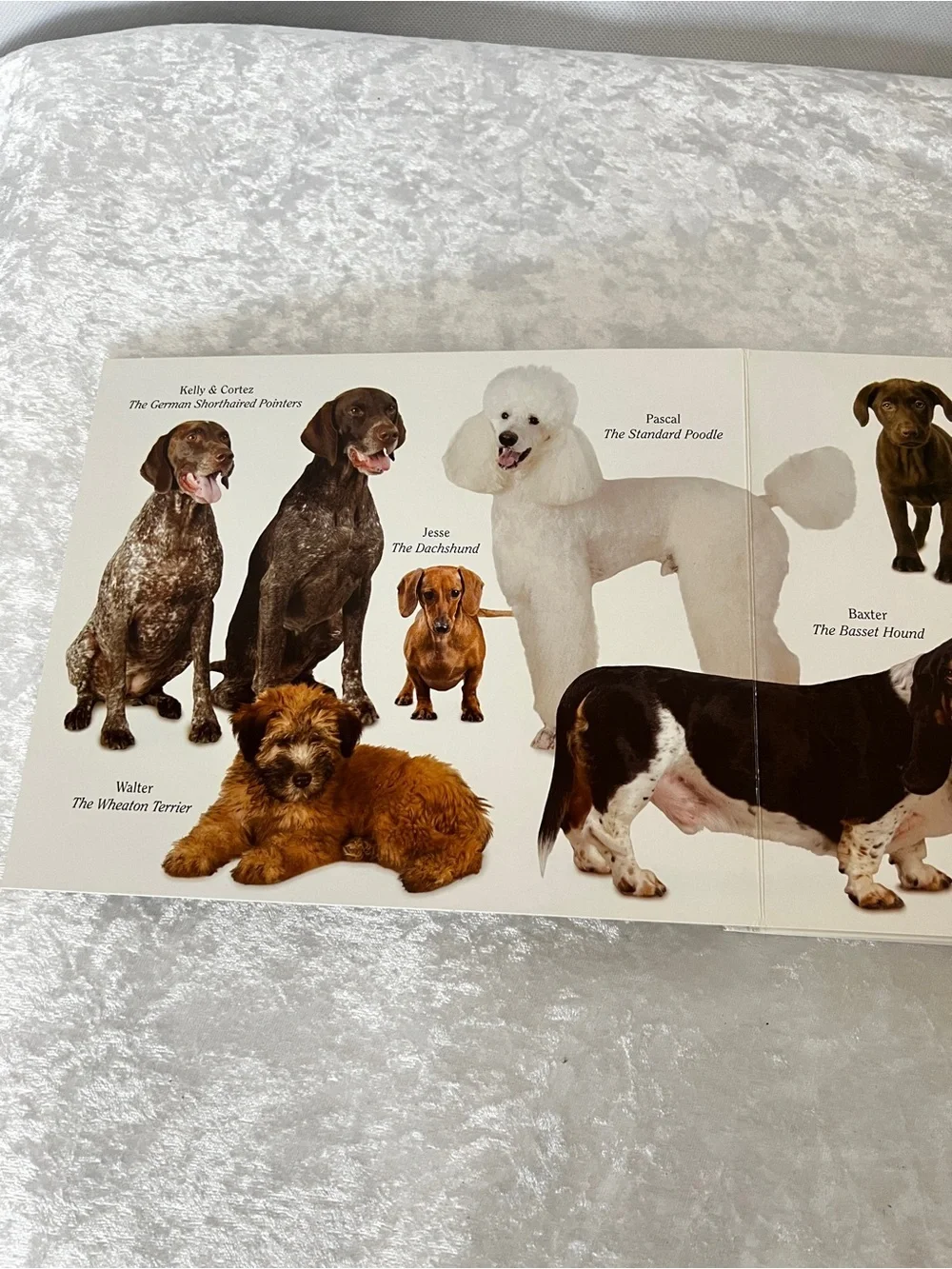 Dog Book by Matthew Van Fleet Doggone Fun for Little Ones kids